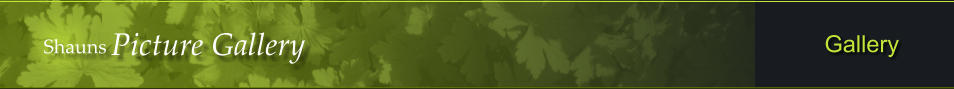 Shauns Picture Gallery Gallery